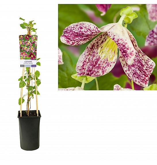 Clematis cirrhosa Freckles C2,5 Lit. 40-60 cm