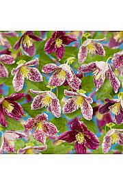 Clematis cirrhosa Freckles C1 Lit. 20-30 cm
