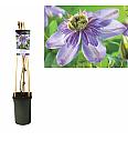 Clematis Blue Light PBR C2,5 Lit. 40-60 cm