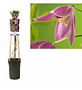 Clematis alpina Ruby C2,5 Lit. 40-60 cm