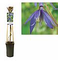Clematis alpina C2,5 Lit. 40-60 cm