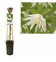Clematis alpina Albina Plena C2,5 Lit. 40-60 cm
