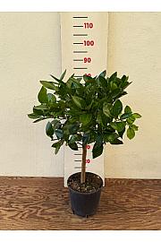 Citrus paradisi Pompelmo Ø20 Na steblu 30 cm