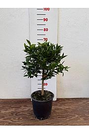 Citrus reticulata Mandarina Ø20 Na steblu 30 cm