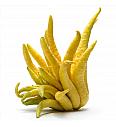 Citrus sinensis Buda´s Hand Ø20 Na steblu 30 cm
