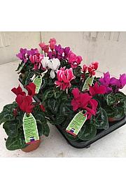 Ciklama Ø 9/10 miks