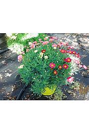 Chrysanthemum frutescens Ø25 trio