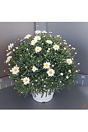 Chrysanthemum frutescens Ø24 bela