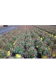 Krizantema frutescens Ø18 trio