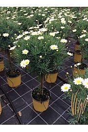 Chrysanthemum frutescens Ø18 rumena Na Steblu 30 cm