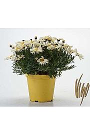 Chrysanthemum frutescens Ø14 rumena