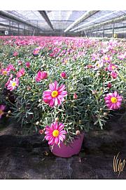 Chrysanthemum frutescens Ø14 roza