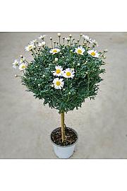 Chrysanthemum frutescens Ø14 rdeča Na Steblu 25 cm