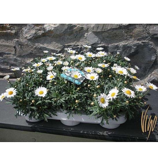 Chrysanthemum frutescens Ø11 bela