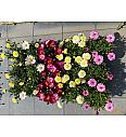 Chrysanthemum frutescens Ø10,5 mix