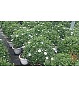 Chrysanthemum frutescens Bofinger Ø30 Na Steblu 40 cm