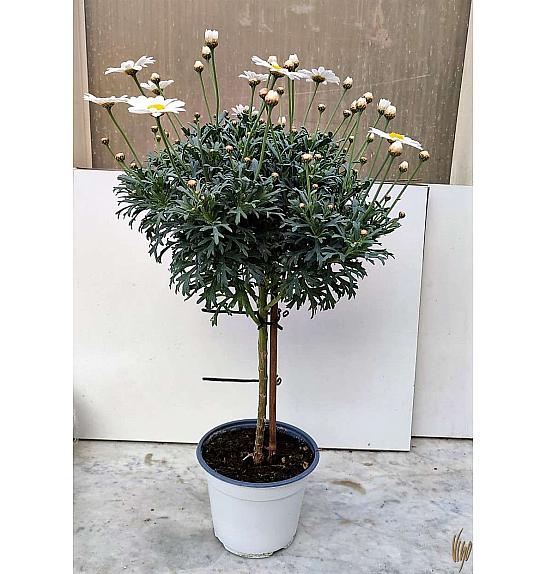 Chrysanthemum frutescens Ø14 bela Na Steblu 20 cm