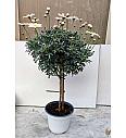 Chrysanthemum frutescens Ø14 bela Na Steblu 25 cm