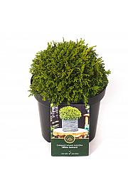 Chamaecyparis pisifera Hime-Sawara C2,5 Lit. 15-20 cm