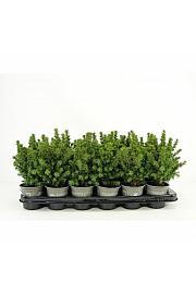 Chamaecyparis pisifera Filifera Nana Ø9