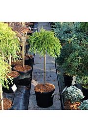 Chamaecyparis pisifera Sungold C8 Lit. Na steblu 40 cm
