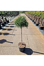 Chamaecyparis pisifera Sungold C15 Lit. Na steblu 75 cm