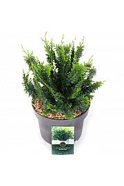 Chamaecyparis obtusa Teddy Bear C5 Lit. 30-40 cm