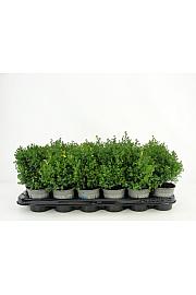 Chamaecyparis obtusa Saffron Spray Ø9