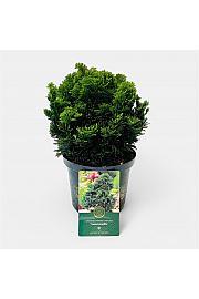 Chamaecyparis obtusa Nana Gracilis C2.5 Lit. 15-20 cm