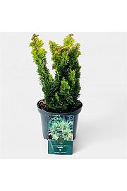 Chamaecyparis obtusa Melody C5 Lit. 30-40 cm