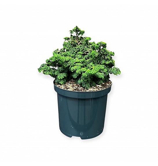 Chamaecyparis obtusa Maureen C2,5 Lit. 15-20 cm