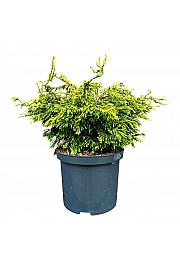 Chamaecyparis obtusa Gitte C5 Lit. 25-30 cm