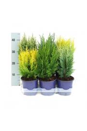 Chamaecyparis Mix Ø15 20-30 cm