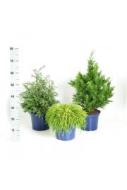 Chamaecyparis Mix C5 Lit. 40-60 cm