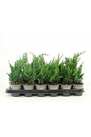 Chamaecyparis lawsoniana Wisselii Ø9
