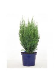 Chamaecyparis lawsoniana White Spot C5 Lit. 40-60 cm