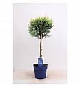 Chamaecyparis lawsoniana White Spot C3Lit. Na steblu 40 cm
