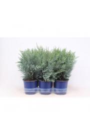 Chamaecyparis lawsoniana van Pelt's Blue Ø15 20-30 cm
