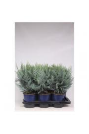 Chamaecyparis lawsoniana van Pelt's Blue C2 Lit.