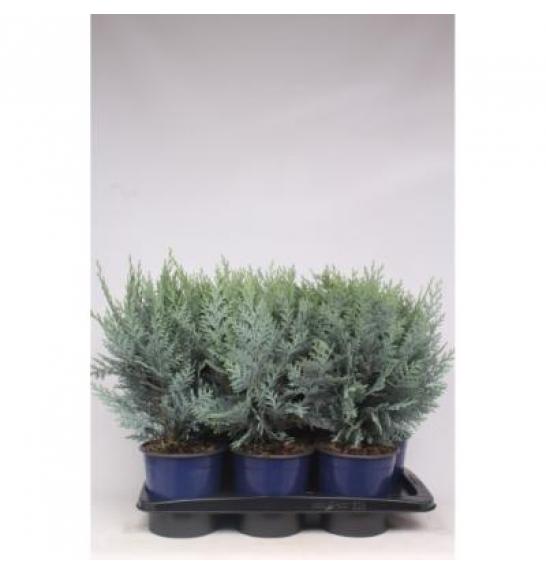 Chamaecyparis lawsoniana van Pelt's Blue C2 Lit.