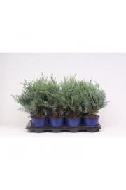 Chamaecyparis lawsoniana van Pelt's Blue C1 Lit. 15-20 cm