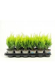 Chamaecyparis lawsoniana Stardust Ø9