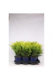 Chamaecyparis lawsoniana Stardust C2 Lit. 30-40 cm