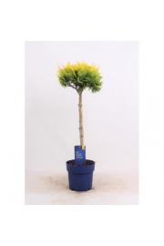 Chamaecyparis lawsoniana Stardust C3Lit. Na steblu 40 cm