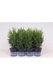 Chamaecyparis lawsoniana Robusta Ø11 10-15 cm
