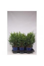 Chamaecyparis lawsoniana Robusta C2 Lit. 30-40 cm