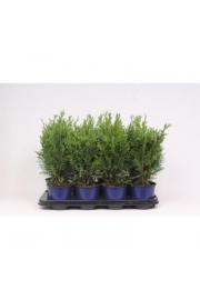 Chamaecyparis lawsoniana Robusta C1 Lit. 15-20 cm
