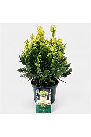 Chamaecyparis lawsoniana Pygmaea Argentea C2.5 Lit. 20-25 cm