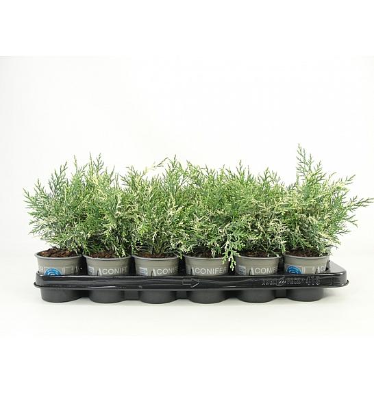 Chamaecyparis lawsoniana Pearly Swirls G.A. Ø9