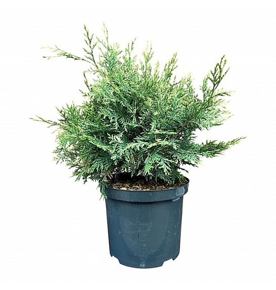 Chamaecyparis lawsoniana Pearly Swirls C5 Lit. 25-30 cm